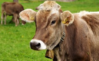 cow-3089259_1280_pixabay cow-3089259_1280_pixabay